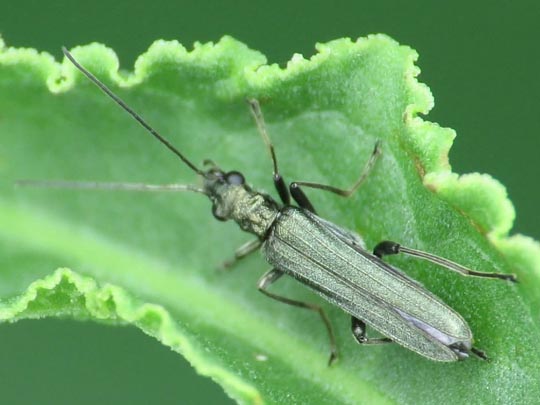 Oedemera sp.
