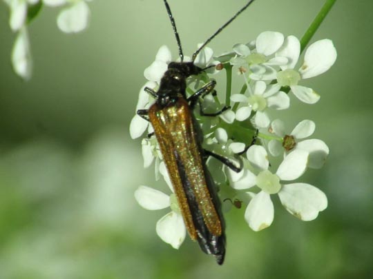 Oedemera femorata, Gemeiner Scheinbockkäfer