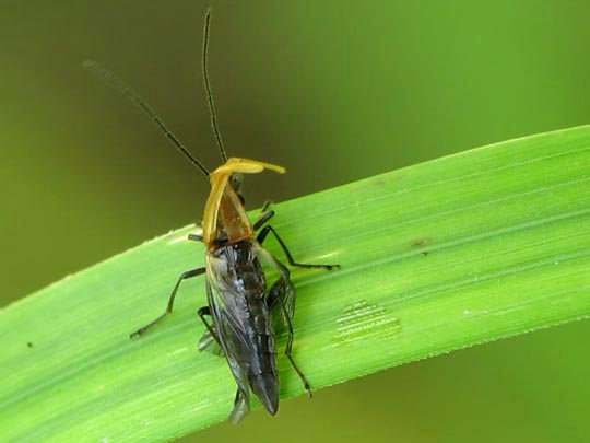 Oedemera femorata, Gemeiner Scheinbockkäfer