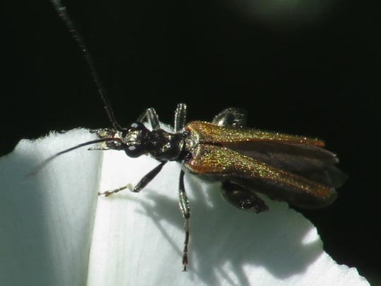 Oedemera femorata, Gemeiner Scheinbockkäfer