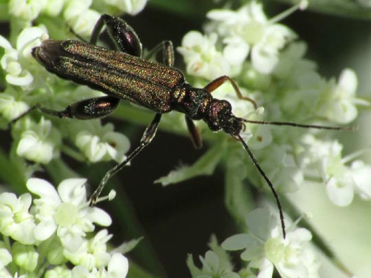 Oedemera flavipes