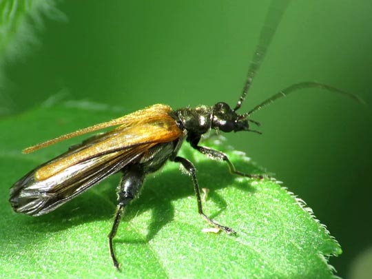 Oedemera femorata, Gemeiner Scheinbockkäfer
