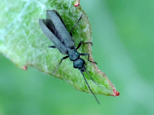 Oedemera lurida