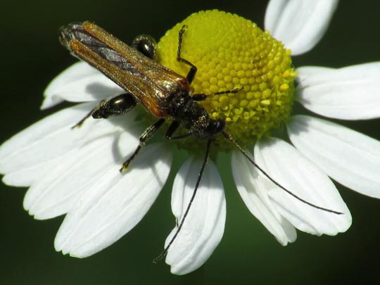 Oedemera femorata, Gemeiner Scheinbockkäfer