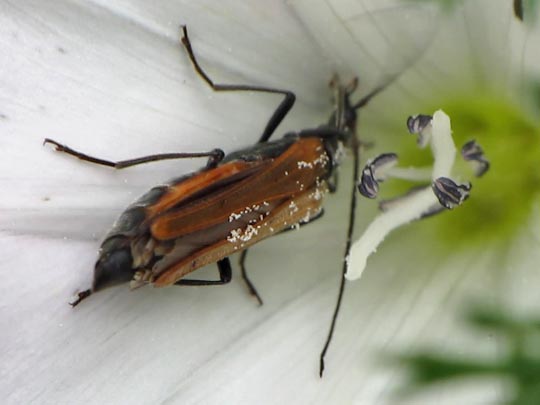 Oedemera femorata, Gemeiner Scheinbockkäfer