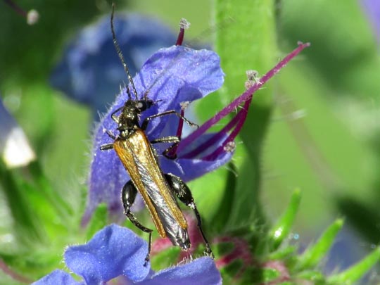 Oedemera femorata, Gemeiner Scheinbockkäfer