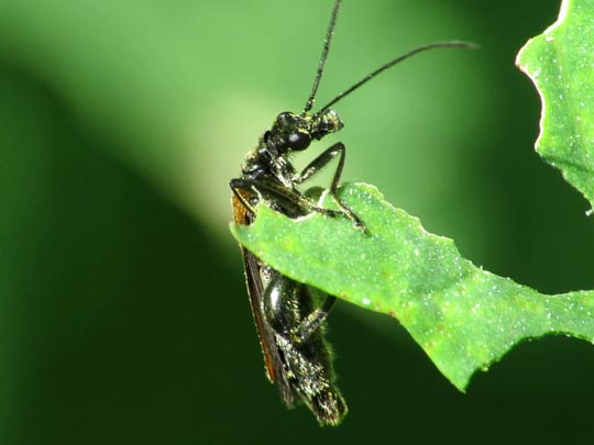 Oedemera femorata, Gemeiner Scheinbockkäfer
