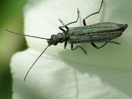 Oedemera virescens