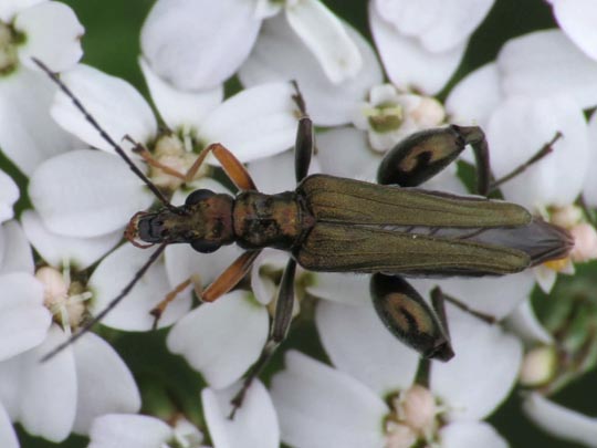 Oedemera flavipes
