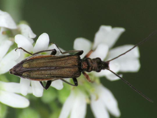 Oedemera flavipes