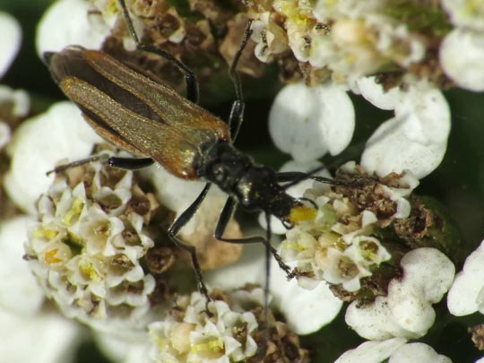 Oedemera femorata, Gemeiner Scheinbockkäfer