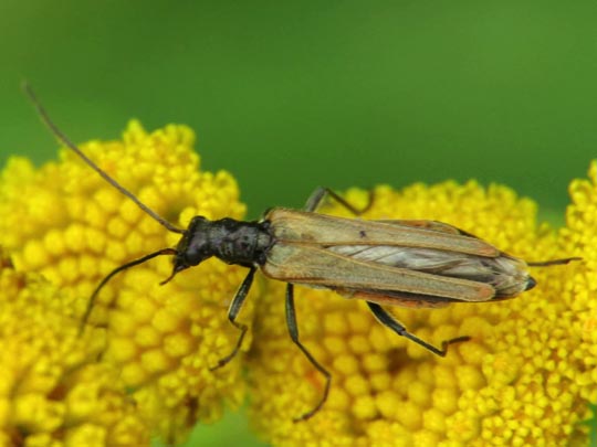 Oedemera femorata, Gemeiner Scheinbockkäfer