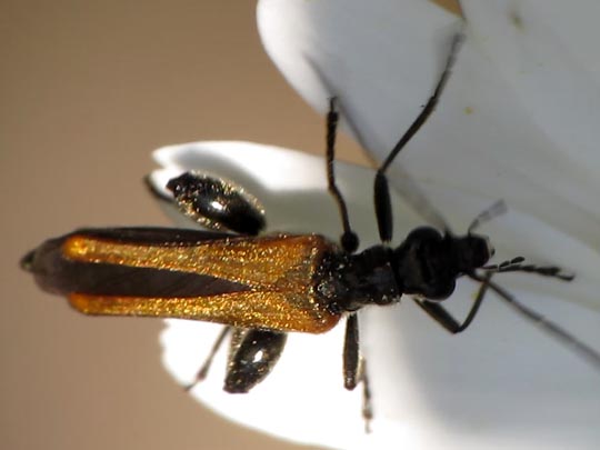 Oedemera femorata, Gemeiner Scheinbockkäfer