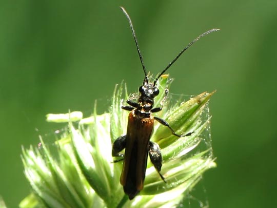 Oedemera femorata, Gemeiner Scheinbockkäfer