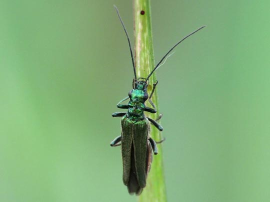 Oedemera nobilis
