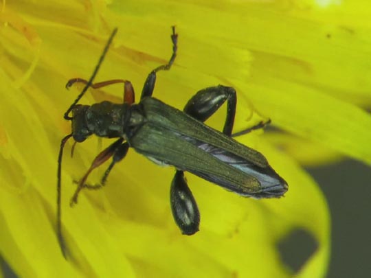 Oedemera flavipes