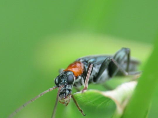Oedemera croceicollis