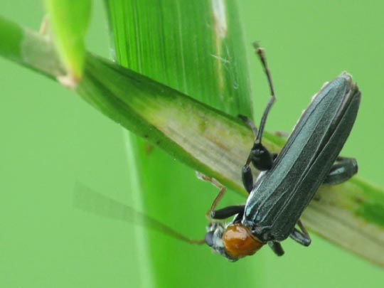 Oedemera croceicollis