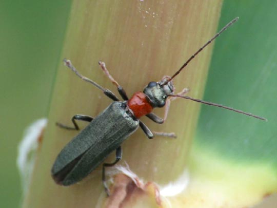 Oedemera croceicollis