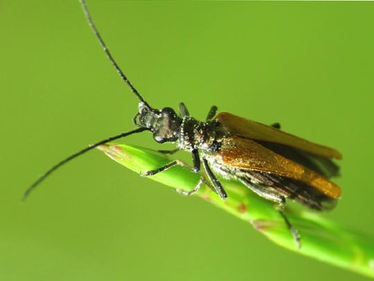 Oedemera femorata, Gemeiner Scheinbockkäfer