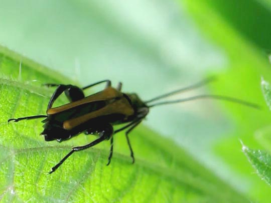 Oedemera femorata, Gemeiner Scheinbockkäfer