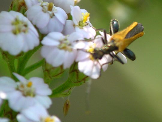 Oedemera femorata, Gemeiner Scheinbockkäfer