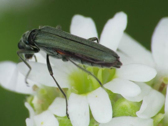 Oedemera sp.