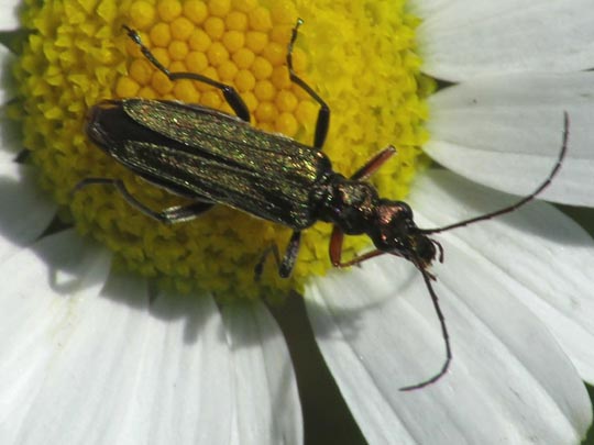 Oedemera flavipes