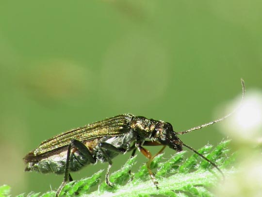 Oedemera flavipes