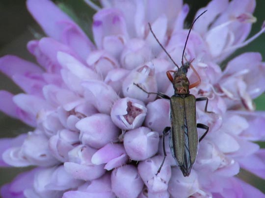 Oedemera flavipes
