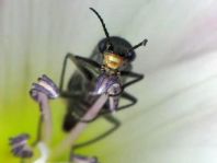 Oedemera
