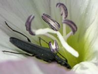Oedemera
