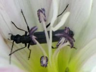 Oedemera