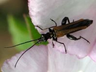 Oedemera femorata, Gemeiner Scheinbockkäfer