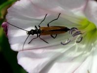 Oedemera femorata, Gemeiner Scheinbockkäfer