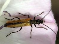 Oedemera femorata, Gemeiner Scheinbockkäfer