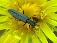 Oedemera