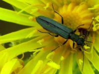 Oedemera