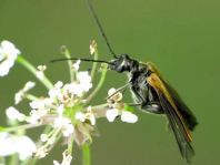 Oedemera femorata, Gemeiner Scheinbockkäfer