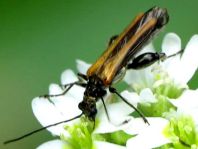 Oedemera femorata, Gemeiner Scheinbockkäfer