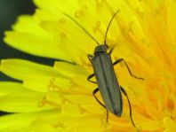 Oedemera virescens