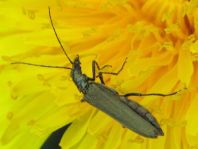 Oedemera virescens