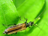 Oedemera femorata, Gemeiner Scheinbockkäfer