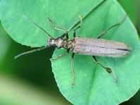 Oedemera virescens