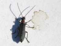 Oedemera croceicollis