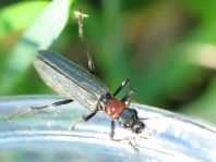 Oedemera croceicollis
