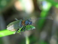 Oedemera croceicollis