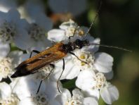 Oedemera femorata, Gemeiner Scheinbockkäfer