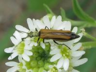 Oedemera femorata, Gemeiner Scheinbockkäfer