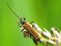 Oedemera femorata, Gemeiner Scheinbockkäfer